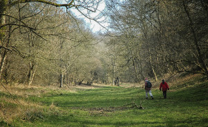 wychwoodforest